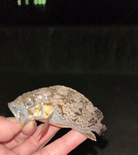 三陸海岸（岩手）