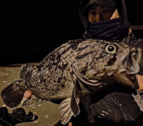 クロソイの釣果