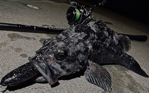 クロソイの釣果