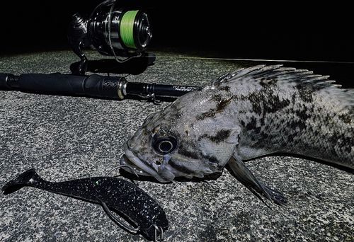 クロソイの釣果