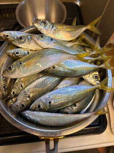 アジの釣果