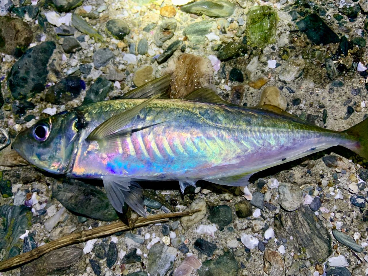 MajorCraft 鯵道 5G AD5-S622M/AJIの最安値・インプレ・釣果 | 本音の