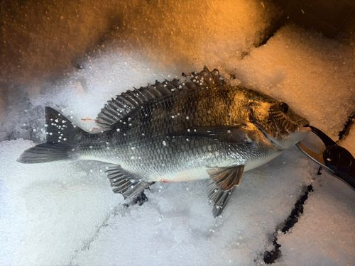 クロダイの釣果