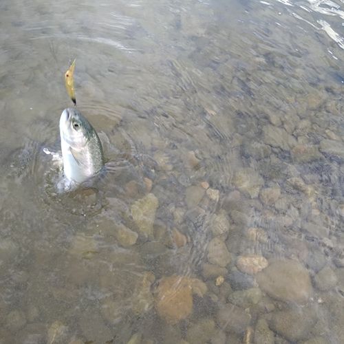 ニジマスの釣果