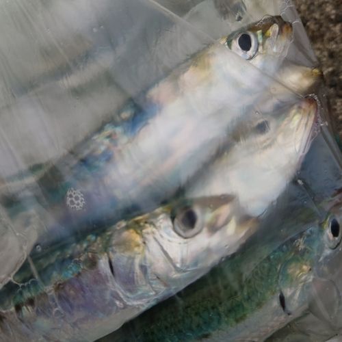 マイワシの釣果