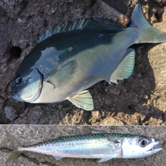 メジナの釣果