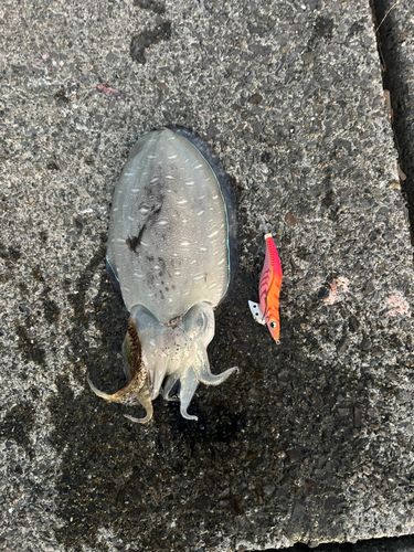 コウイカの釣果