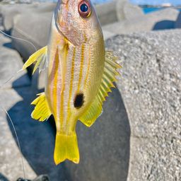 ニセクロホシフエダイ