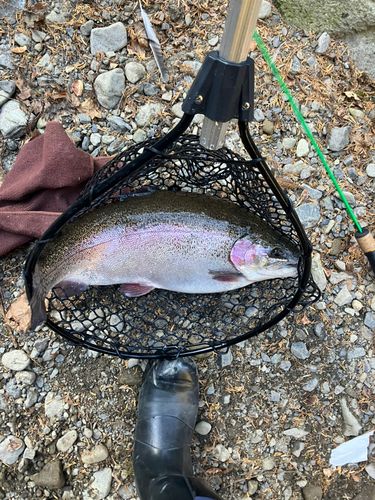 トラウトの釣果