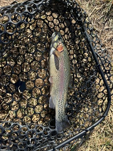 桂川フライルアー釣場