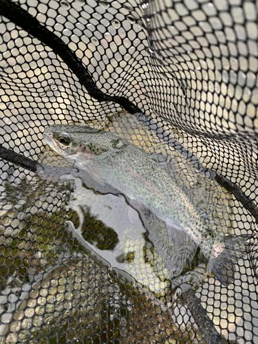 レインボートラウトの釣果