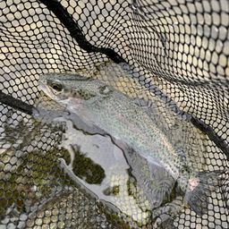 レインボートラウト