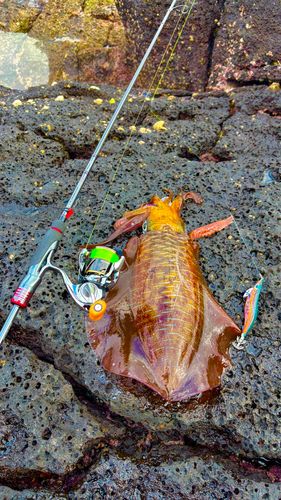 アオリイカの釣果