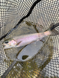 レインボートラウトの釣果