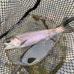 レインボートラウト