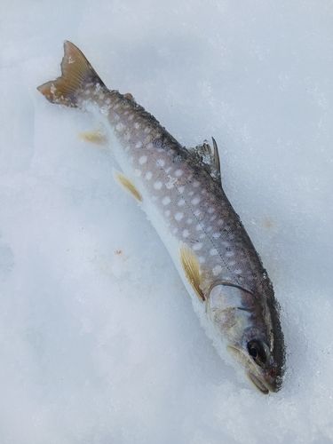 アメマスの釣果