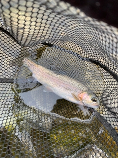 レインボートラウトの釣果