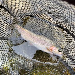 レインボートラウト