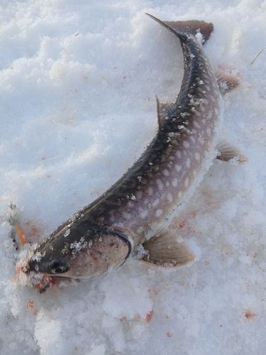 アメマスの釣果