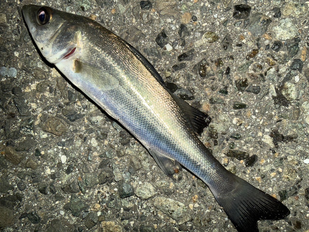 セイゴ（マルスズキ）