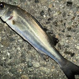 セイゴ（マルスズキ）