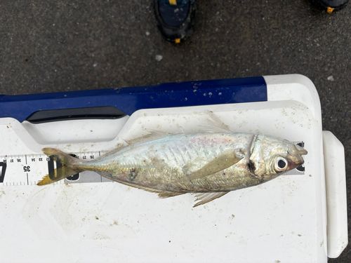 マアジの釣果