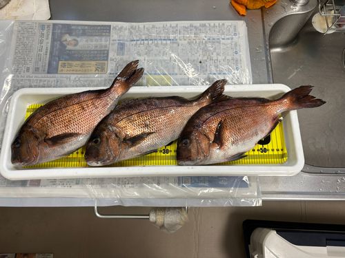 マダイの釣果