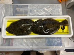 ヒラメの釣果
