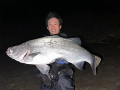 ヒラスズキの釣果