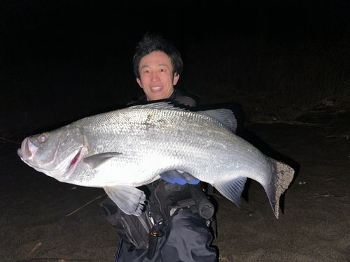 ヒラスズキの釣果