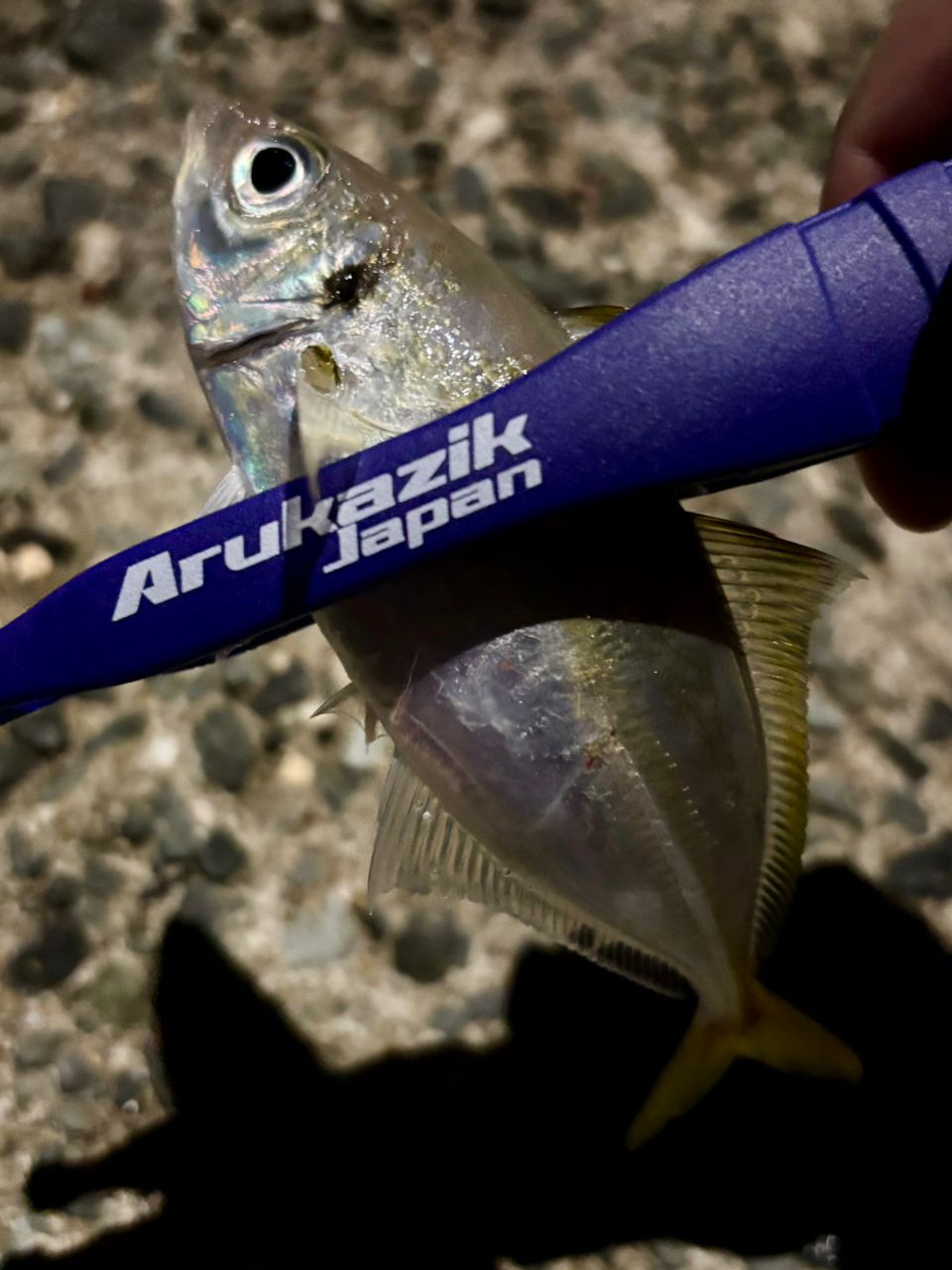 ✨ 福岡アングラー✨ KEITA@福岡アングラー (@kkfish1110) / Posts / X