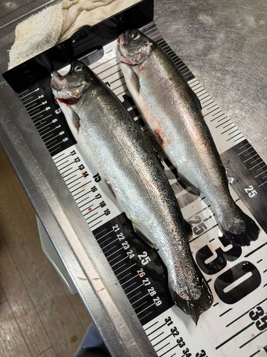 サクラマスの釣果