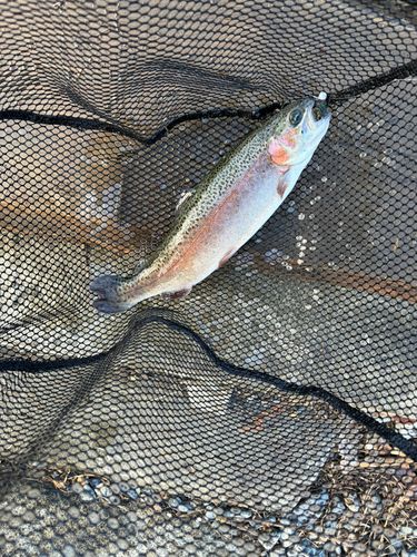 フィッシングパーク高島の泉