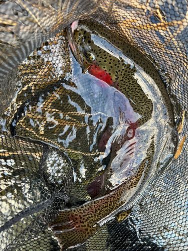 ニジマスの釣果