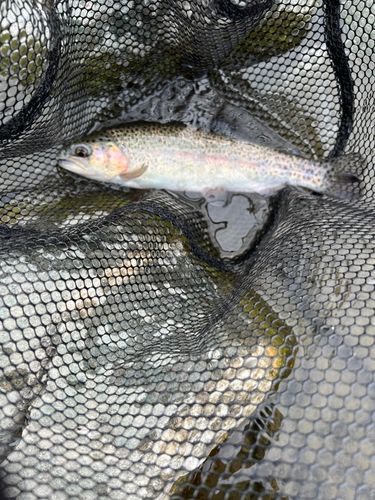 ニジマスの釣果