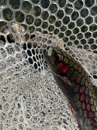 レインボートラウトの釣果