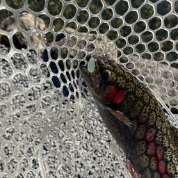 レインボートラウト