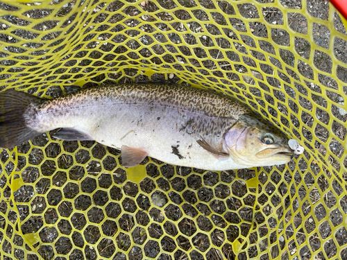 ロックトラウトの釣果