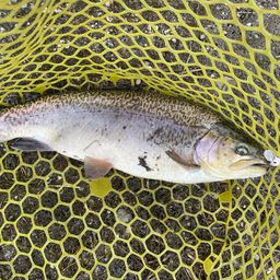 ロックトラウト