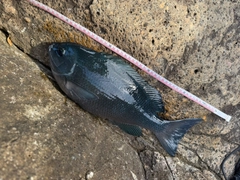 クチブトグレの釣果