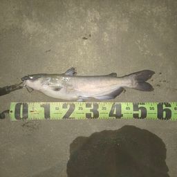 アメリカナマズ