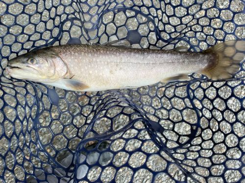 イワナの釣果
