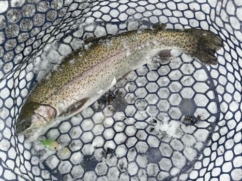 ドナルドソンの釣果