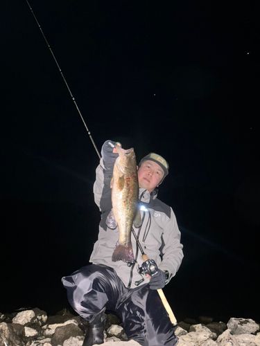 ブラックバスの釣果