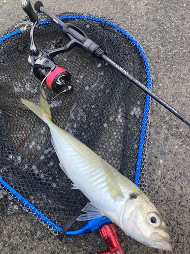 マアジの釣果