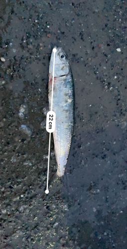 マイワシの釣果