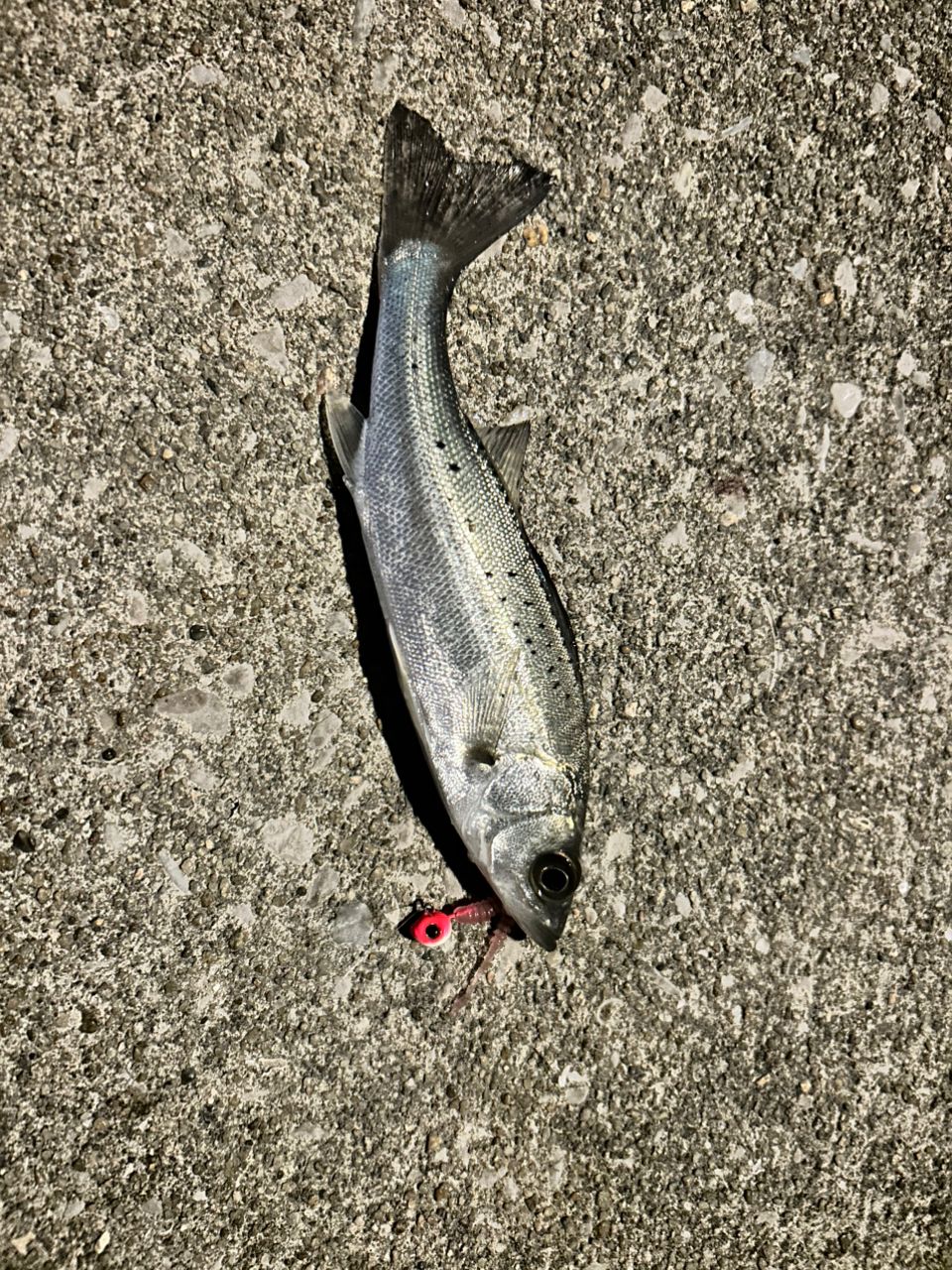 セイゴ（マルスズキ）