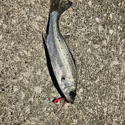 セイゴ（マルスズキ）