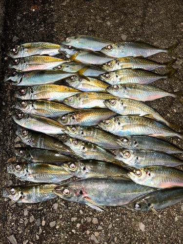 アジの釣果