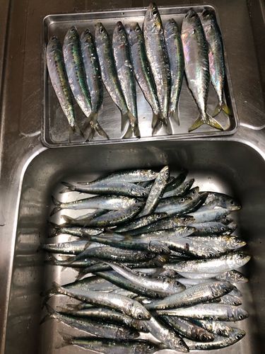 イワシの釣果